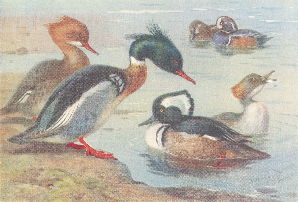 BRITISH BIRDS. Red-Breasted Merganser; Harlequin Duck; Hooded. THORBURN 1926